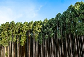 Inseto pode causar perdas de até 30% nas plantações de eucalipto