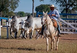 Seleção genética Capão de Angico oferta cabeceira do nelore do Pantanal