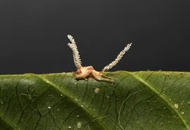 Pesquisadores encontram nova espécie de fungo 'zumbi' em aranhas brasileiras
