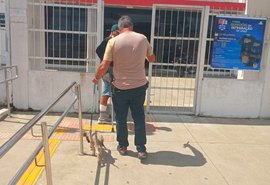 Polícia prende suspeito de maus-tratos a animal em Teotônio Vilela