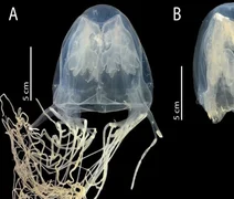 Cientistas descobrem nova espécie de água-viva com veneno mortal