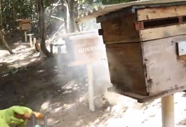 Trabalho de campo acompanha manejo de colmeias e extração do mel em AL