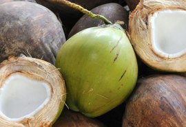 Nova indústria de coco chega a Alagoas com investimentos de R$ 15 mi