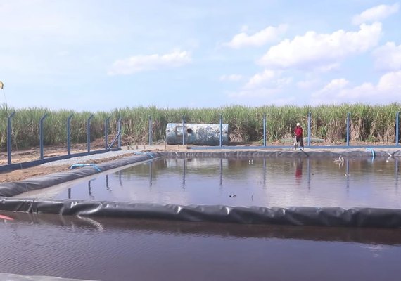 Projeto de usina alagoana quintuplica produção de microrganismos para enriquecer o solo