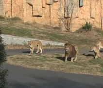 Onda de calor provoca morte de três leoas em zoológico do Japão