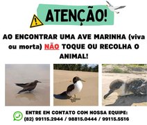 Instituto Biota alerta a população sobre aves marinhas em meio a novos casos de gripe aviária