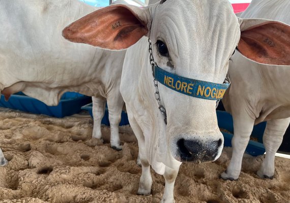 Animais da Expoalagoas Genética começam a chegar no Parque da Pecuária
