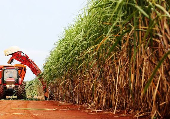 Nordeste tem previsão de crescimento na produção de cana