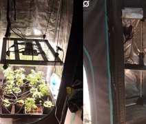 Polícia Civil estoura laboratório de maconha no Antares