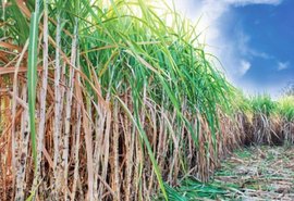 Cana-de-açúcar tem leve recuo em participação na matriz energética brasileira