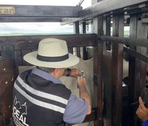 Adeal realiza vacinação assistida de animais contra a febre aftosa
