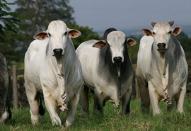 Aplicativo pode pesar o gado através de foto