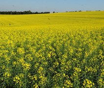 Brasil passará a exportar sementes de canola para a África do Sul