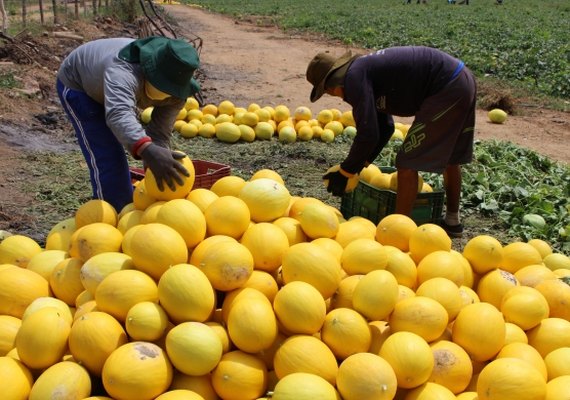 Na Faeal, seminário de fruticultura traz as novidades do segmento