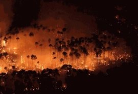 Brasil teve 11,39 milhões de hectares atingidos pelo fogo este ano