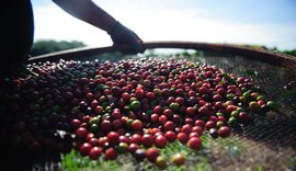 Conab indica queda na produção de café nacional