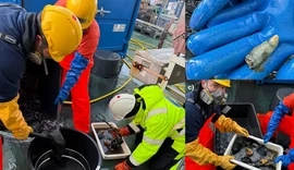 Restos de baleia no Ártico revelam ecossistema raro