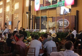 Leilões  da Expoagro-AL  trazem o melhor  do mercado de genética