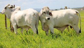 Animais da raça Brahman possuem maior ganho de peso e precocidade sexual