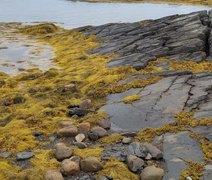 Algas marinhas na agricultura: importantes aliadas diante dos desafios climáticos