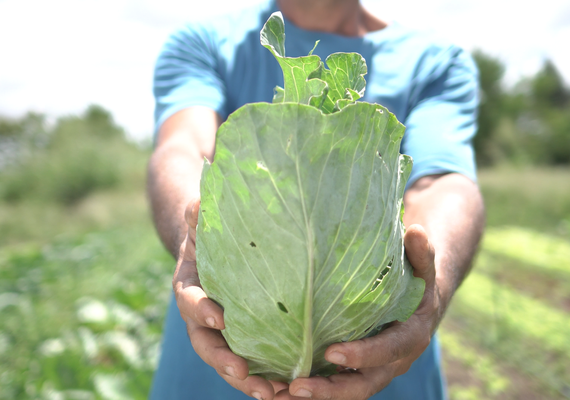 Agricultores familiares em Arapiraca zeram uso de herbicidas com apoio da Agreste Saneamento