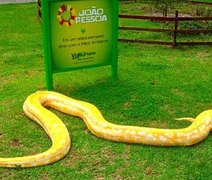 Cobra rara encontrada com autor de chacina de Arapiraca é levada para zoológico