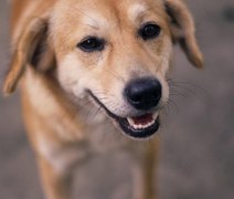 Feira de Adoção de animais acontece neste domingo (21)