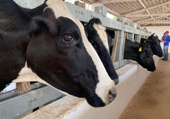 71ª Expoagro: Governo lança segunda etapa da campanha contra a febre aftosa