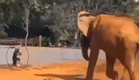 Mulher que invadiu zoológico no DF segue afastada da rede pública