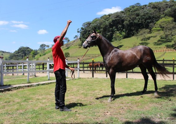 Tropa Alagoas Quarter Horse alia beleza e funcionalidade do QM de vaquejada
