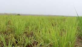 Chuva de janeiro renova ânimo do fornecedor de cana