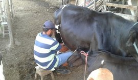 Cooperativa de Produção Leiteira de Alagoas marca presença na 38ª Expo Bacia