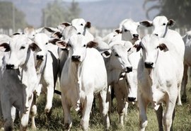 Estudo de Associação em Mato Grosso busca reduzir tempo de abate de gado com melhor resultado