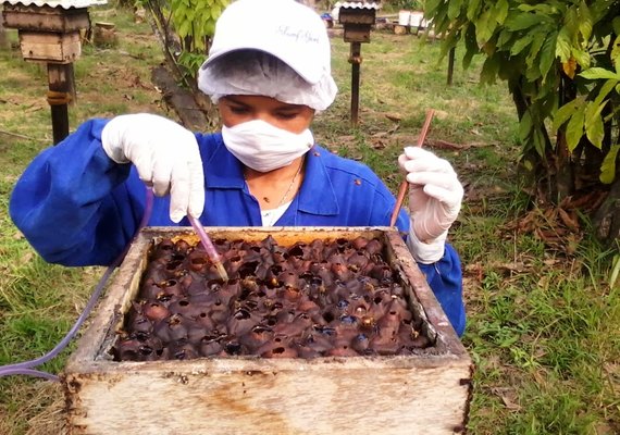 Marechal Deodoro recebe XIX Seminário Alagoano de Apicultura e VI de Meliponicultura