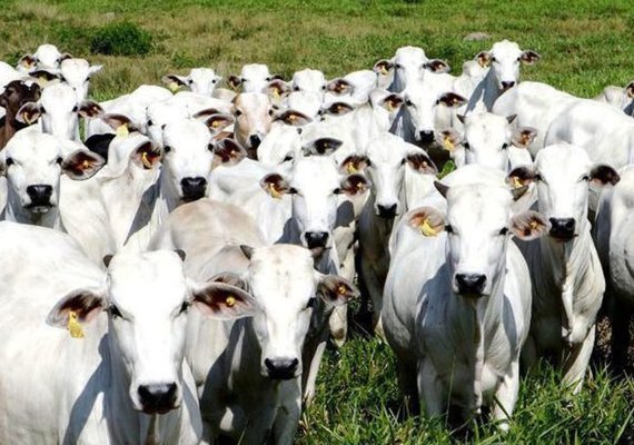 Preço da carne deve continuar firme até o fim do semestre