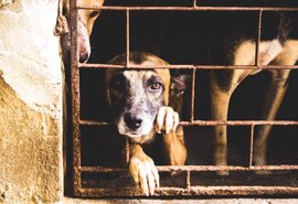 Inflação da alimentação pet dispara e leva famílias a abandonarem os animais