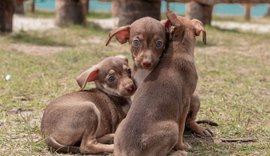 Prefeitura publica decreto que cria Gabinete da Causa Animal em Maceió