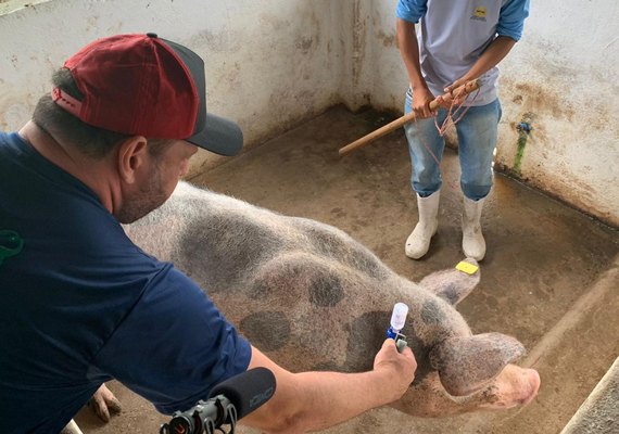 Governo do Estado lança 4ª etapa da vacinação contra Peste Suína Clássica nesta quinta (18)