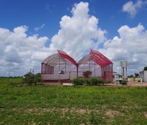Projeto desenvolvido no Polo Tecnológico Agroalimentar de Arapiraca recebe selo da ONU