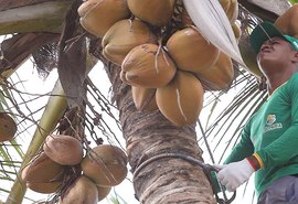 Inovação: cooperativa empresta dinheiro e produtor paga com coco