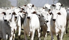 Estudo de Associação em Mato Grosso busca reduzir tempo de abate de gado com melhor resultado