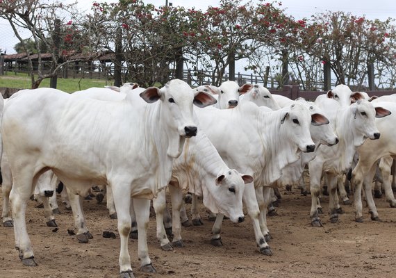 Lote especial de bezerras será uma das novidades do 21º Leilão Nelore Barros Correia