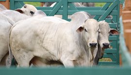 Setor agropecuário retoma Expoalagoas Genética  promovida pela ACA