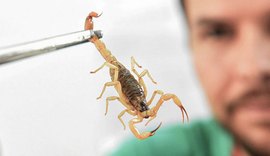 Crianças são mais suscetíveis a envenenamento grave por picada de escorpião