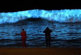 Pesquisadores conseguem prolongar brilho de alga bioluminescente