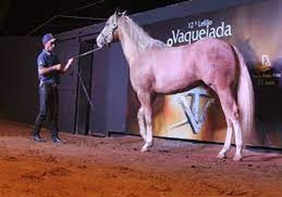 Remate virtual: Leilão Vaquejada e Trabalho acontece nesta sexta-feira (23)