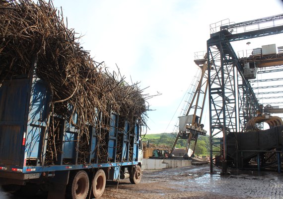 Setor canavieiro aposta na retomada da produção