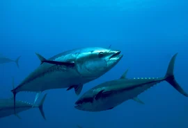 Conheça os pescados brasileiros que escaparam do tarifaço de Trump