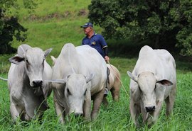 Leilão Mega Touros traz equilíbrio entre genética e beleza racial