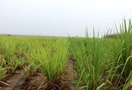 Projeto de irrigação por gotejamento de Pindorama deve dobrar produção do canavial